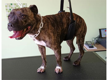 American Staffordshire Terrier