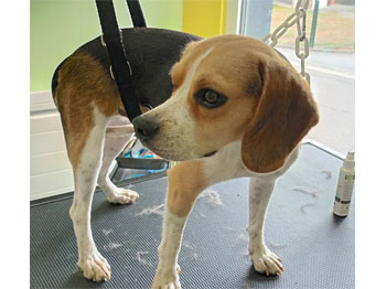 Beagle