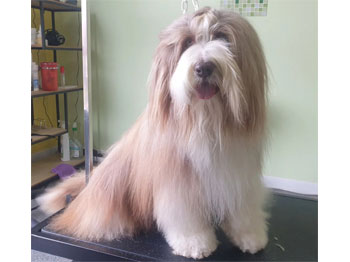 Bearded Collie