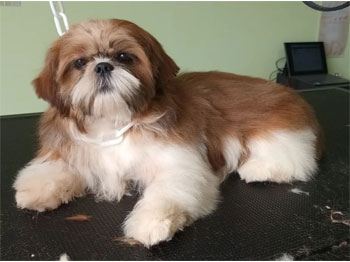 Bébé Shihtzu
