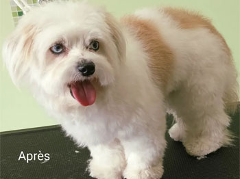 Bichon après