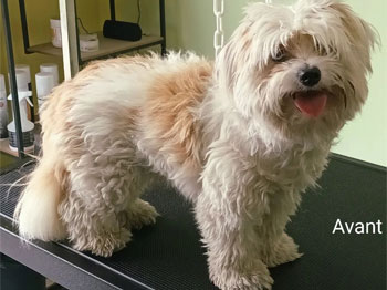 Bichon avant