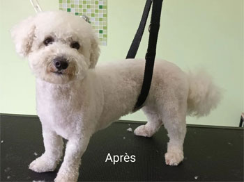 Bichon frisé après