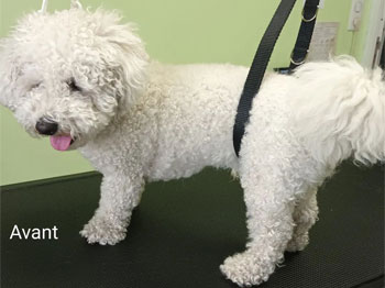 Bichon frisé avant