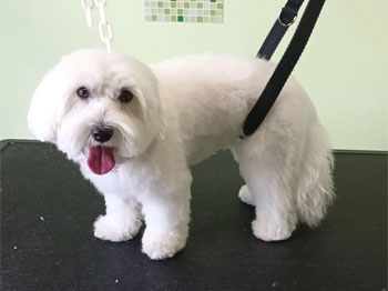Bichon Maltais
