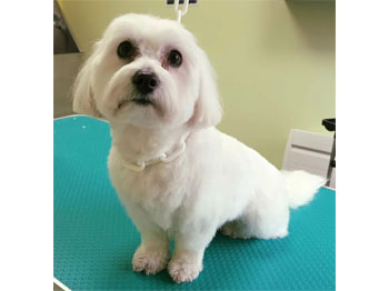 Bichon Maltais