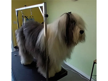 Bobtail