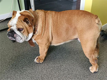 Bouledogue Anglais