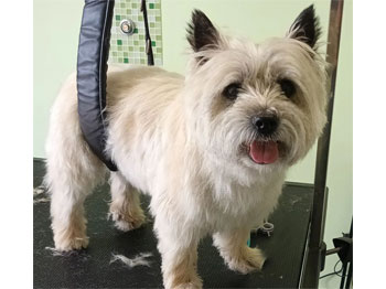 Cairn Terrier