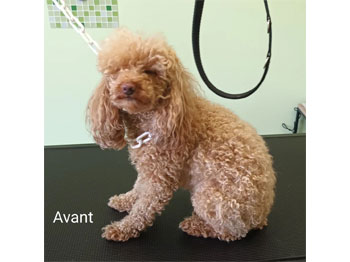 Caniche avant