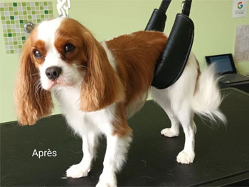 Cavalier King Charles après