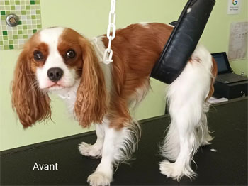 Cavalier King Charles avant