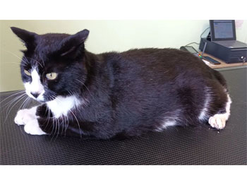Chat Européen
