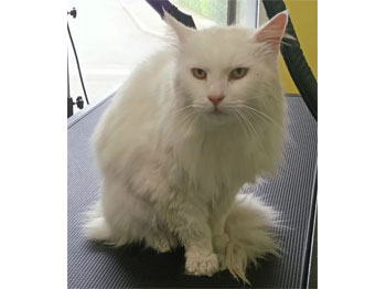 Chat Européen poils longs