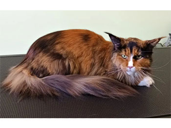 Maine Coon