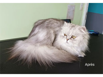 Chat Persan après