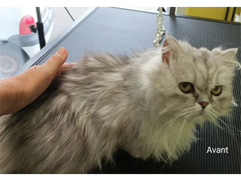 Chat Persan avant