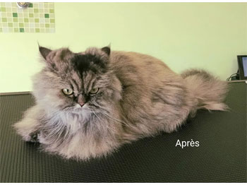 Chat Persan après