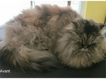 Chat Persan avant