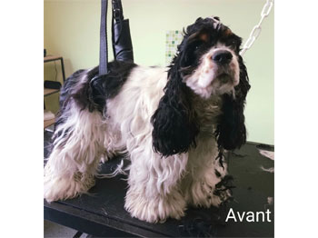 cocker_americain avant