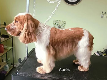 Cocker Anglais après