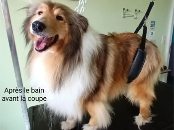 Colley avant