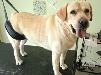 Labrador