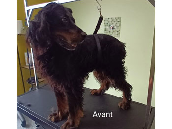 Setter Gordon avant