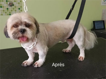 Shih tzu après