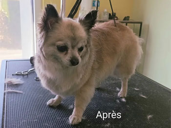 Shihuahua après