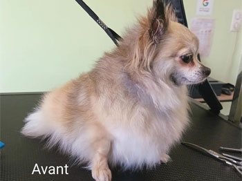 Shihuahua avant
