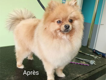 Spitz après