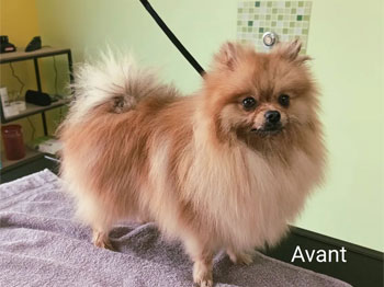 Spitz avant