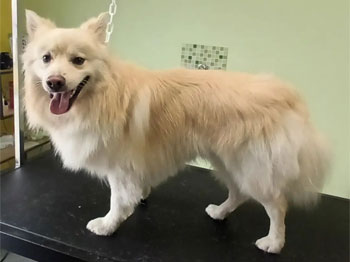 Spitz Moyen
