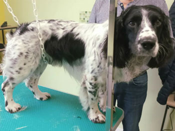 Springer Spaniel