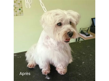 Westie après