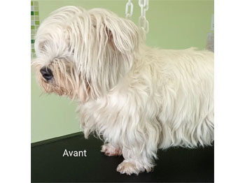 Westie avant