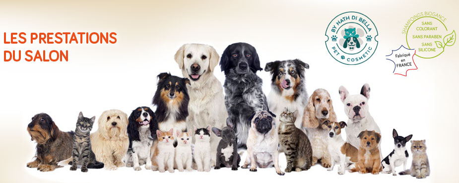 Salon de toilettage pour chiens et chats toutes tailles, Sainte Catherine, Arras