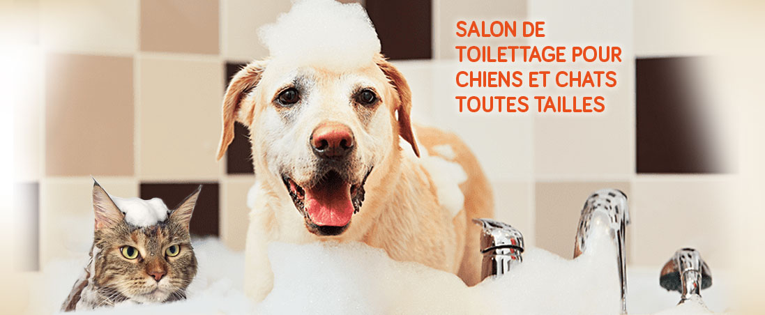 Salon de toilettage pour chiens et chats toutes tailles, Sainte Catherine, Arras